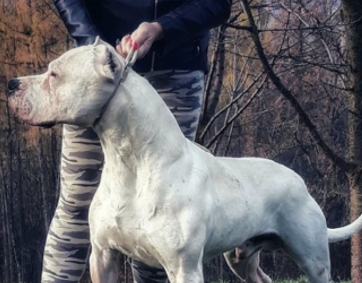 Аргентинский дог и ротвейлер