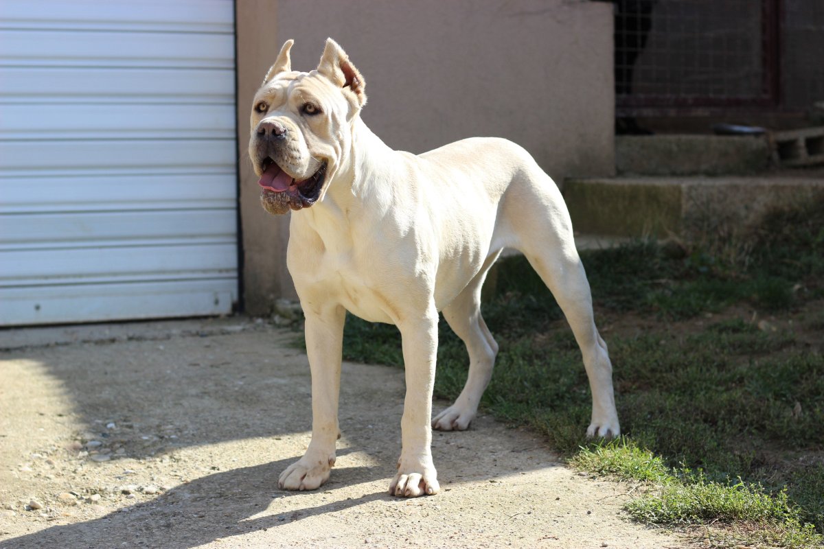 Аргентинский дог Белояра