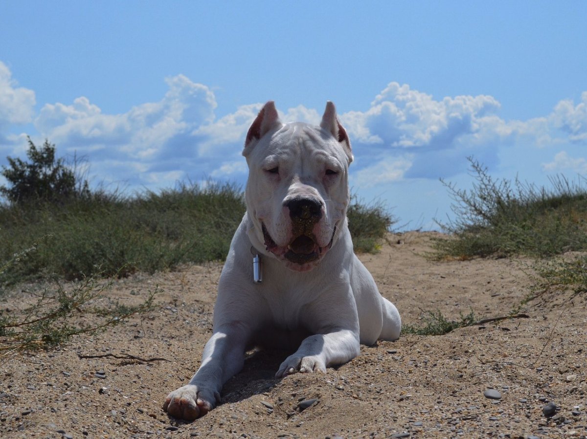 Аргентинский дог обои