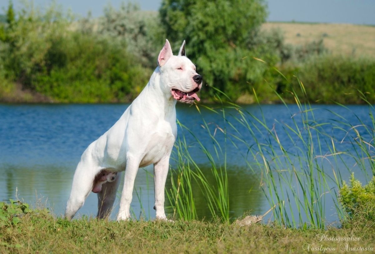 Албанский питбуль терьер