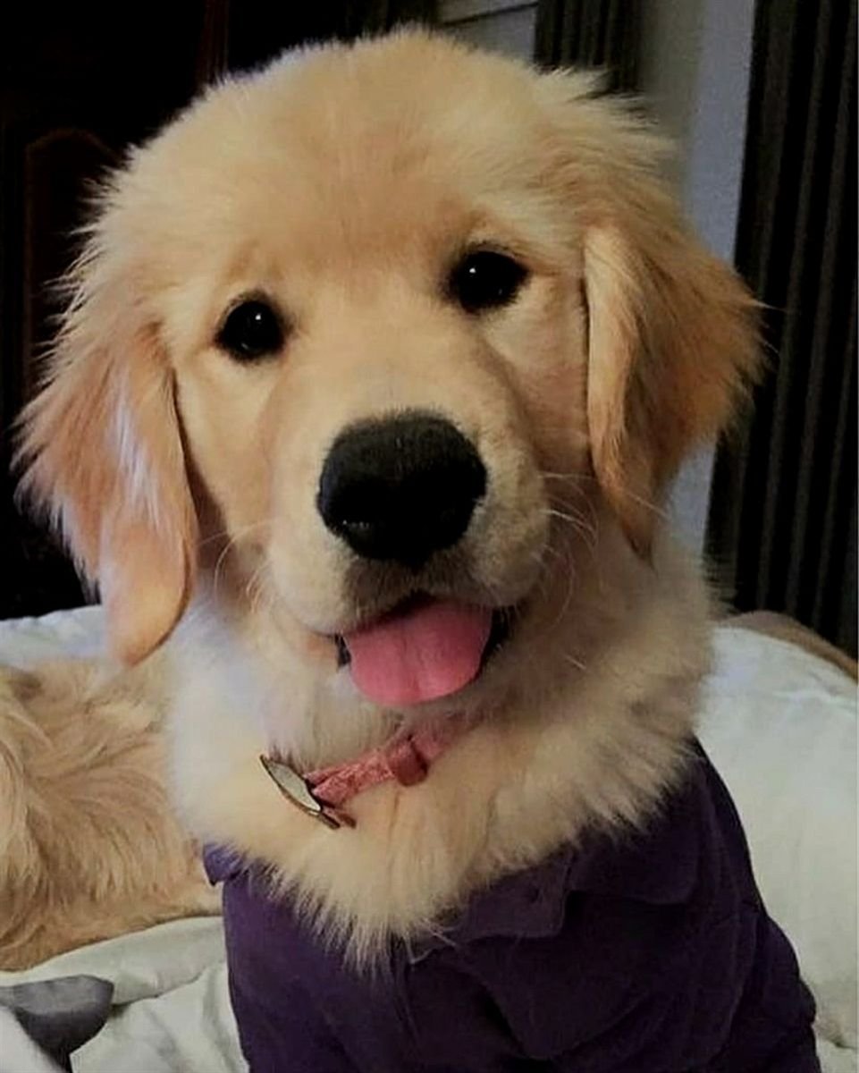 Голова Голден ретривера