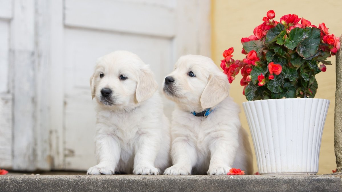 Ретривер белый