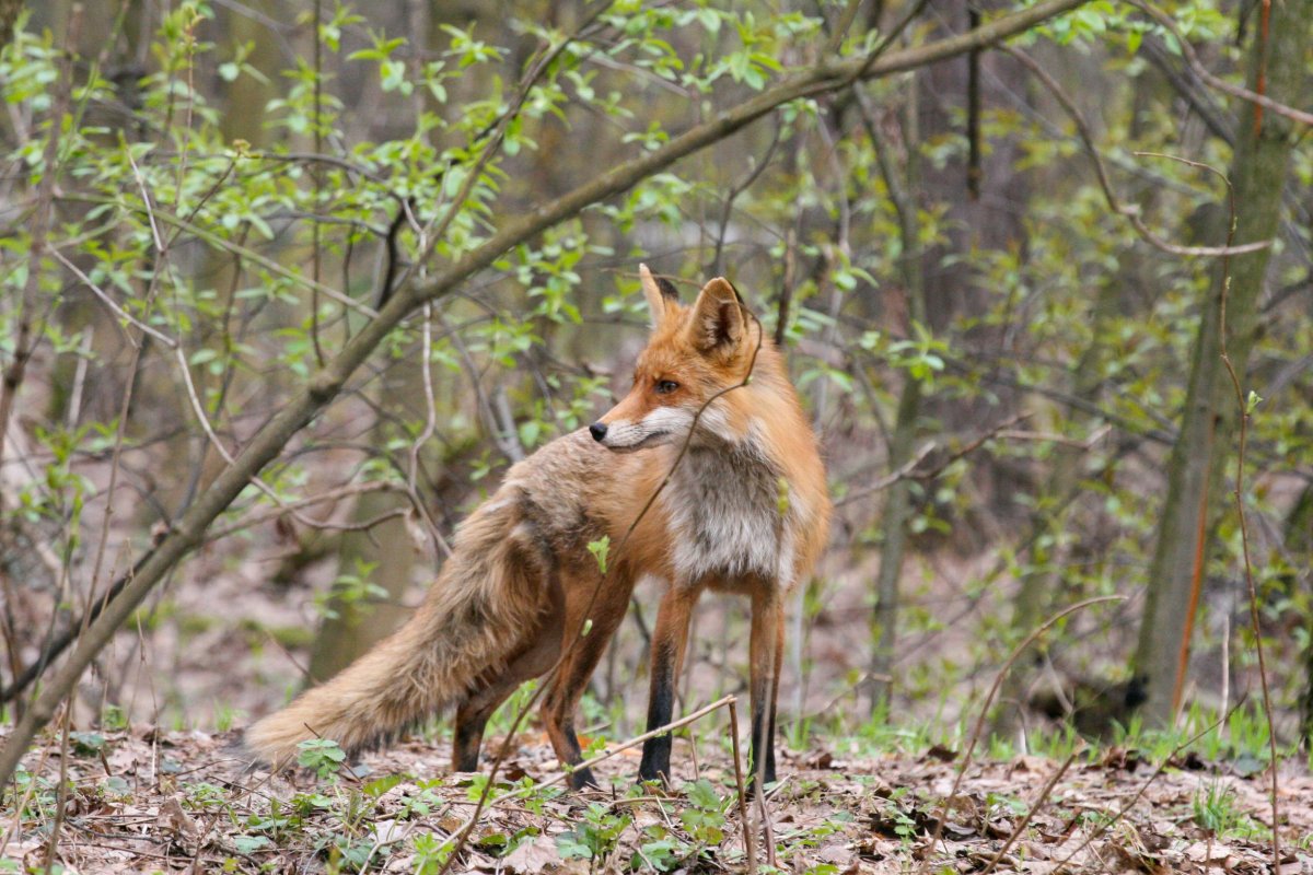 Лиса в Кузьминском парке
