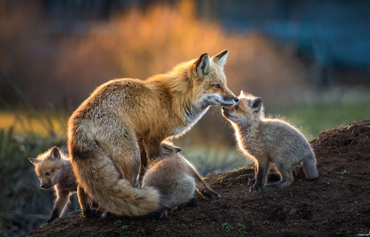 Лицо Лисенка