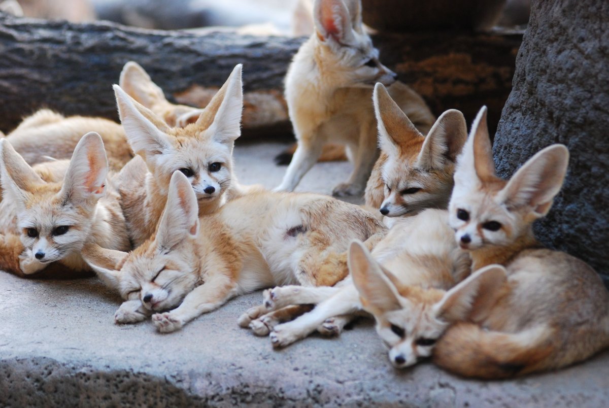 Фенек в Тунисе