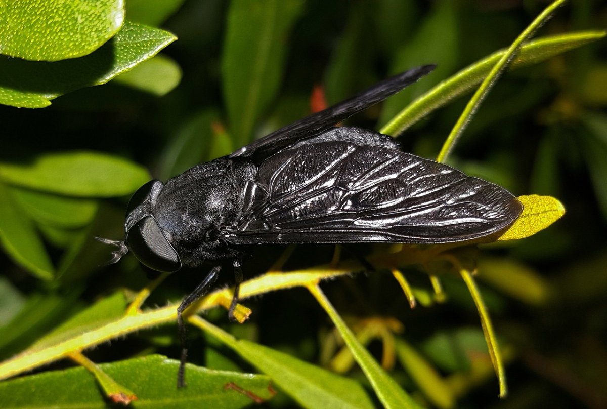 Слепень Tabanus chrysurus