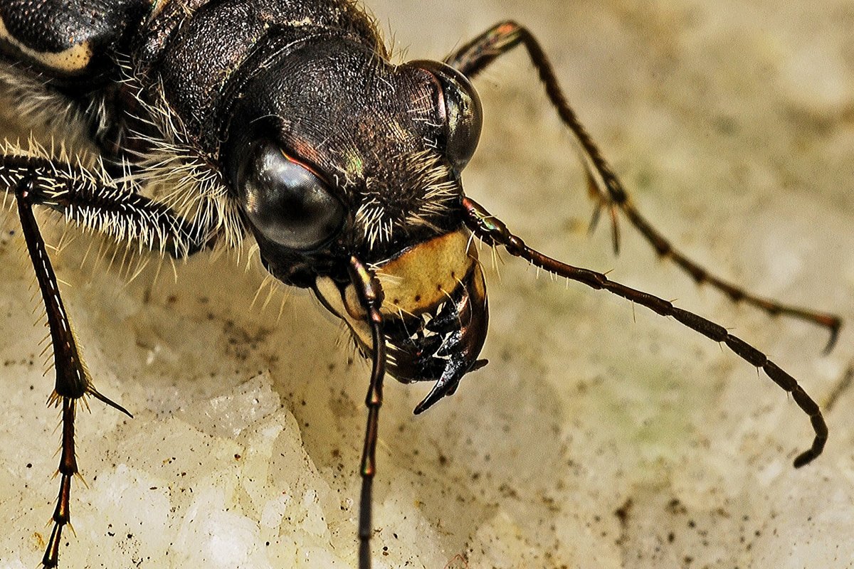 Жуки хищники