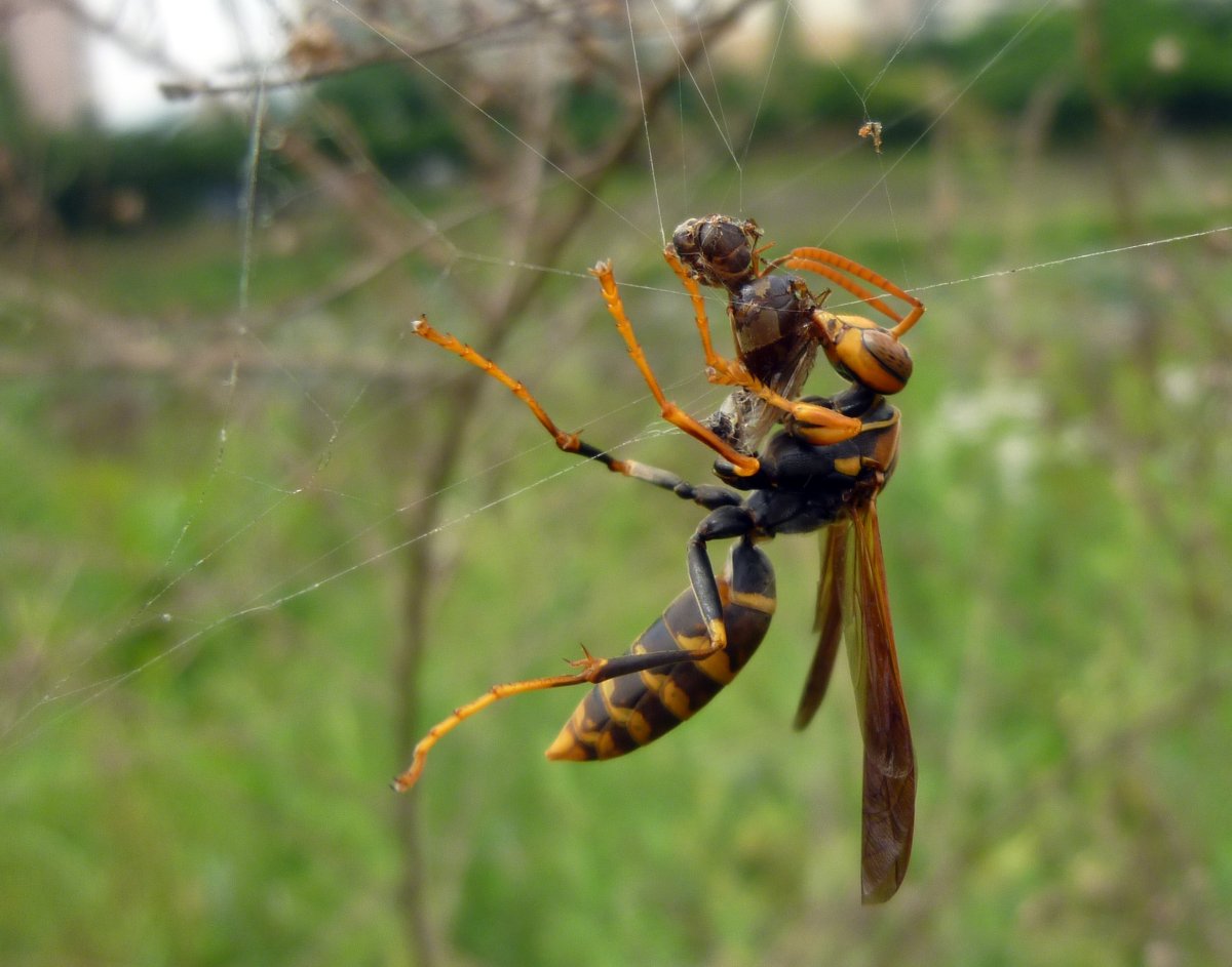 Муравьиный Шершень