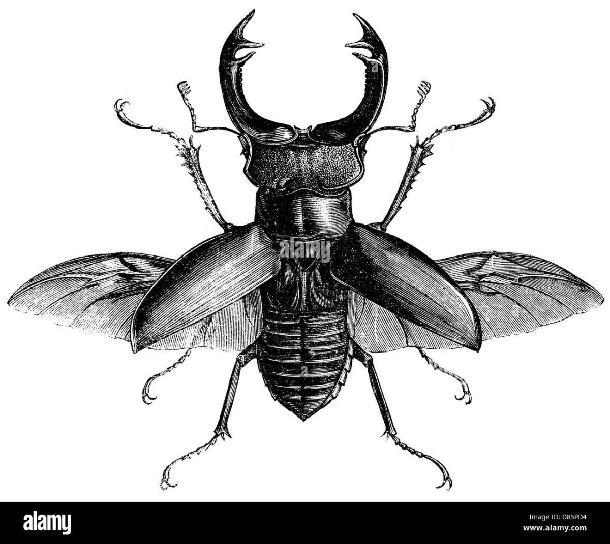 Жук Рогач тату