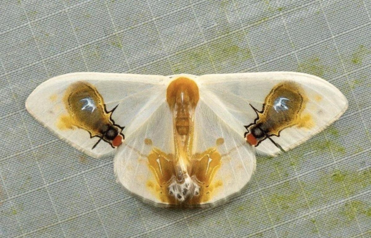 Macrocilix Maia мотылек