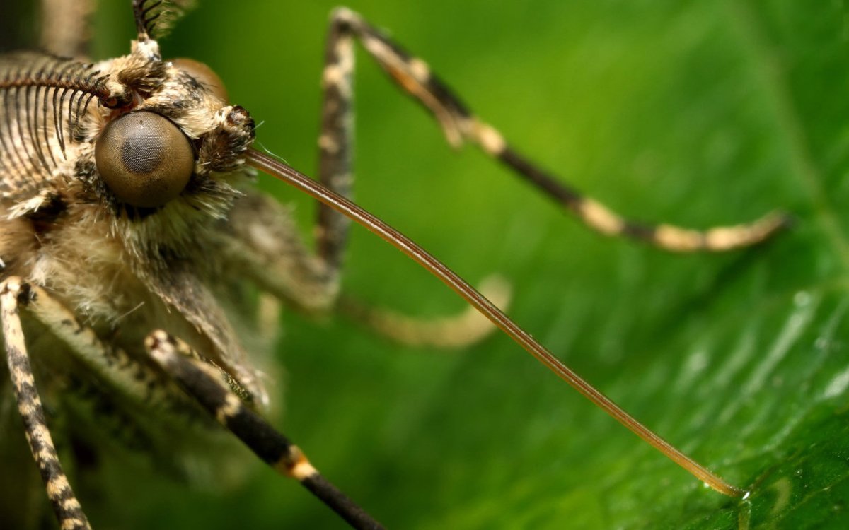 Комар Макросъемка