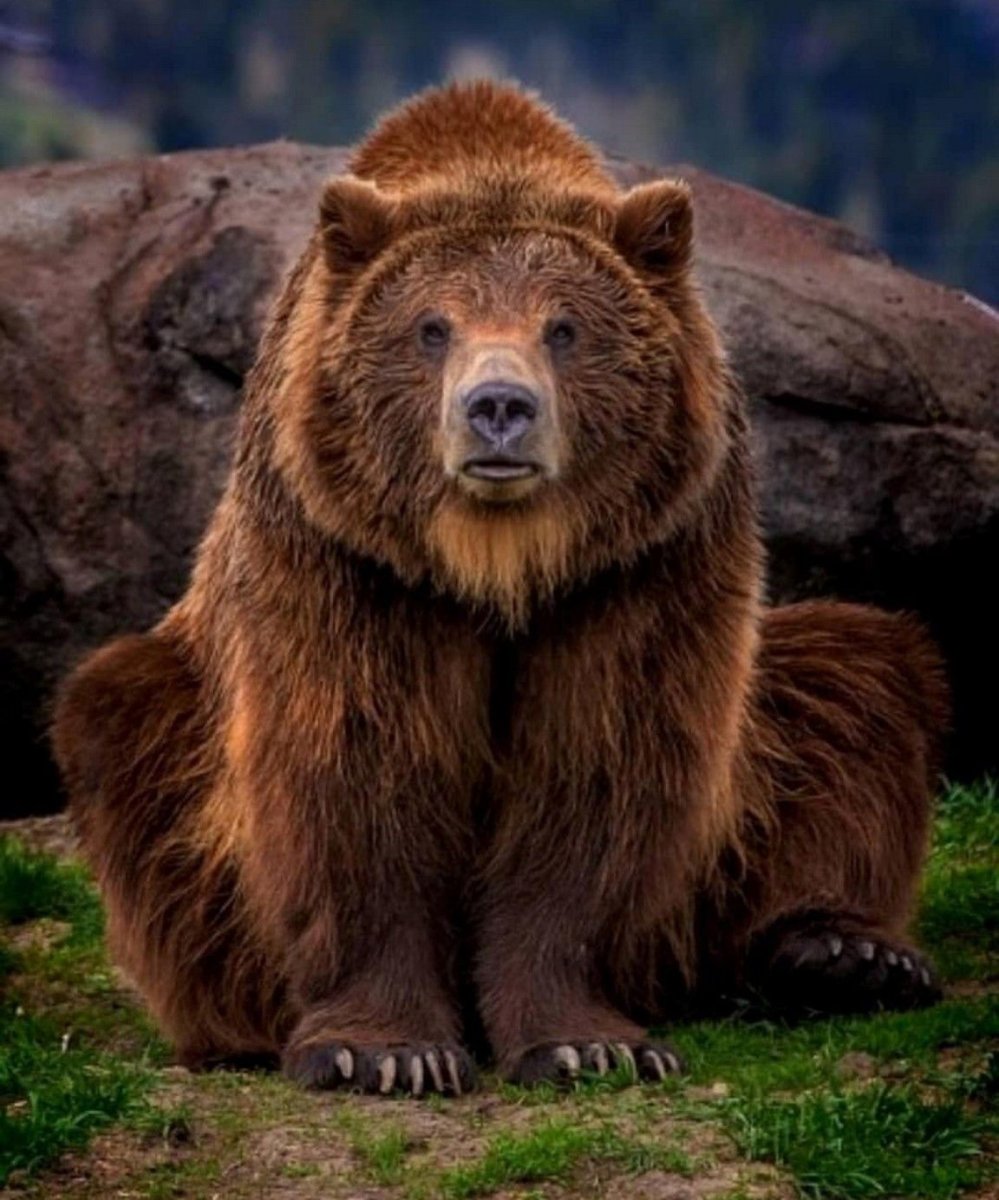 Североамериканский Гризли