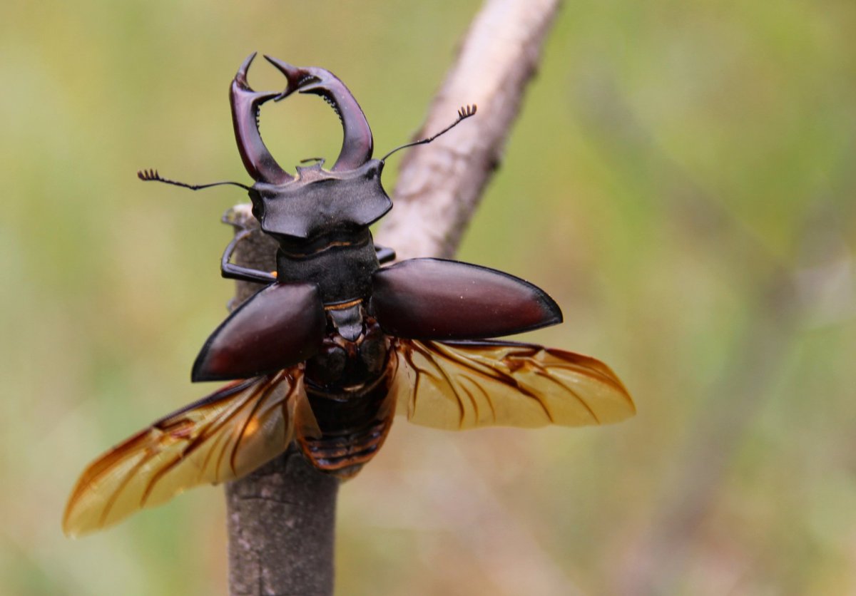 Майский Жук Рогач