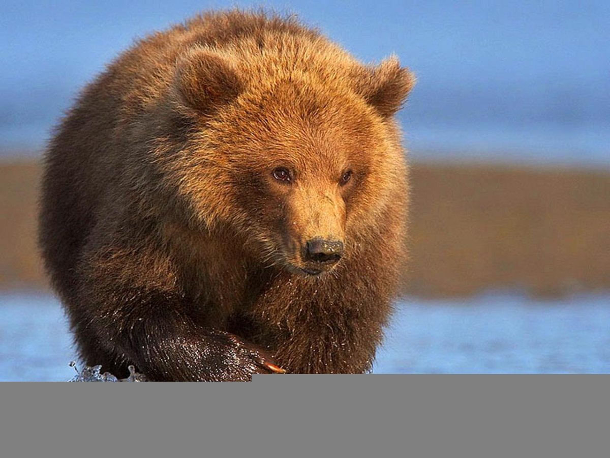 Апеннинский бурый медведь