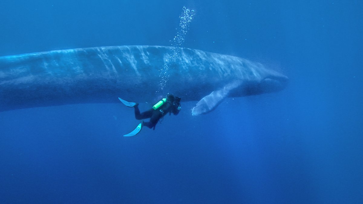 Синий кит 33 метра