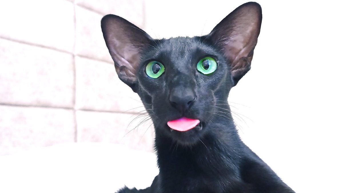 Кот ориентальной породы грузин