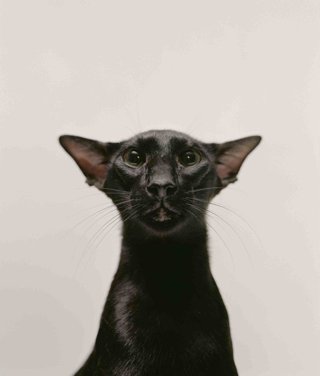 Кот ориентал черный