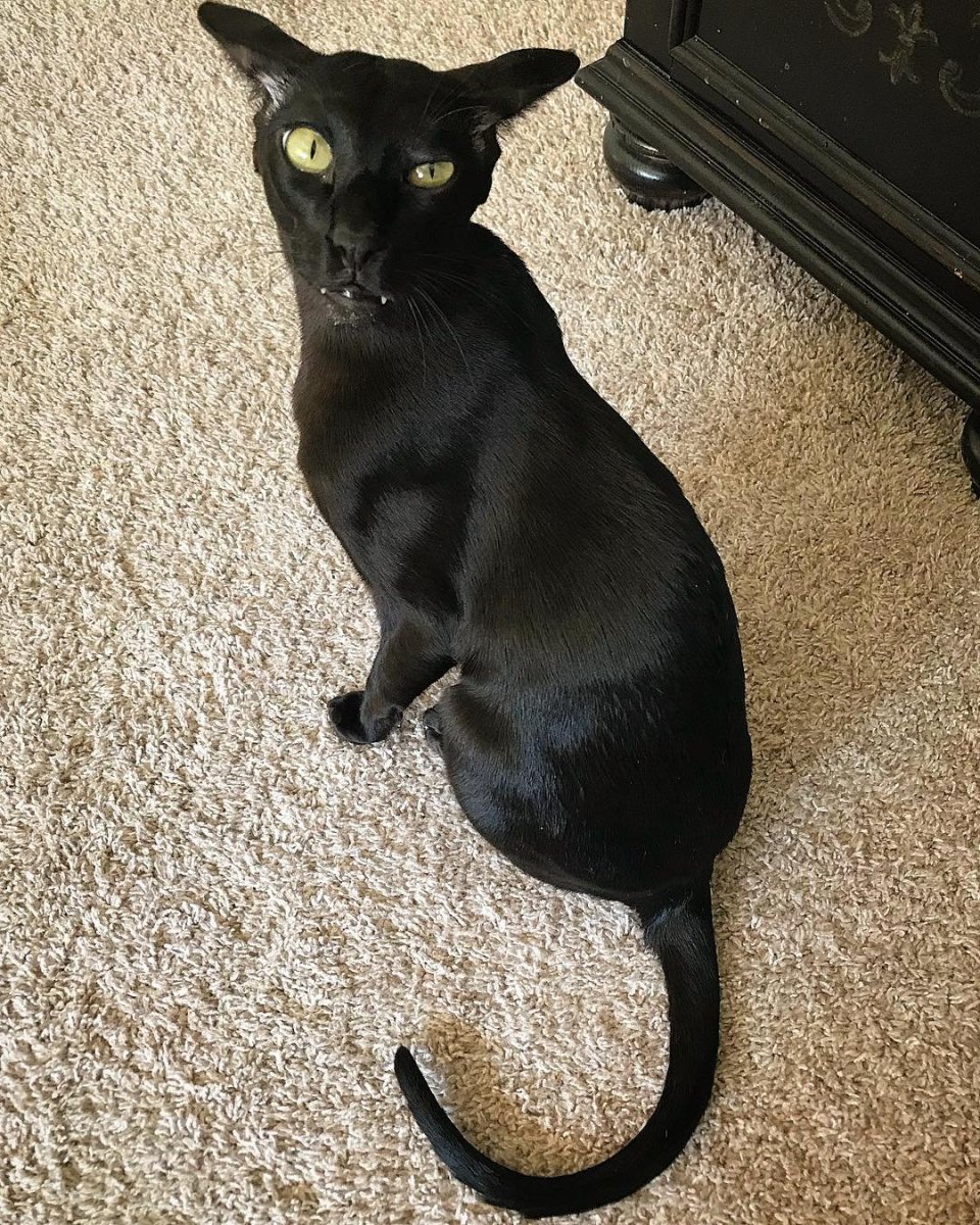 Ориентальная кошка черная