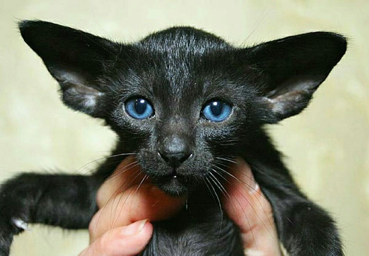 Черный Ушастый кот Ориентал