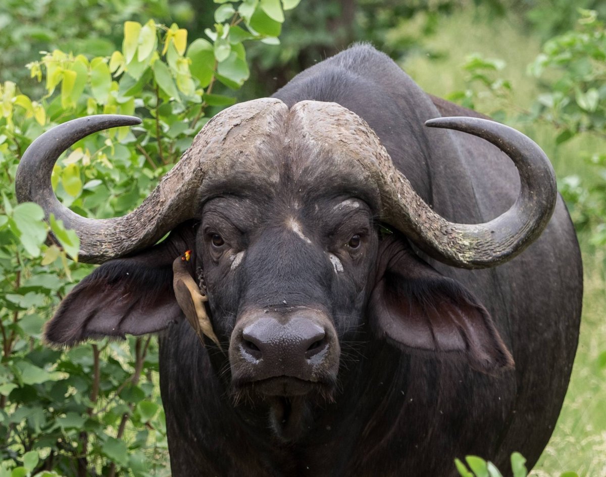 Буйвол кавказский