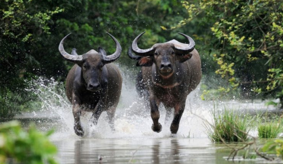 Индийский буйвол Арни