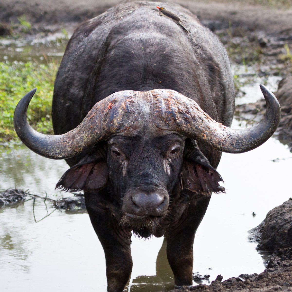 Кафрский буйвол