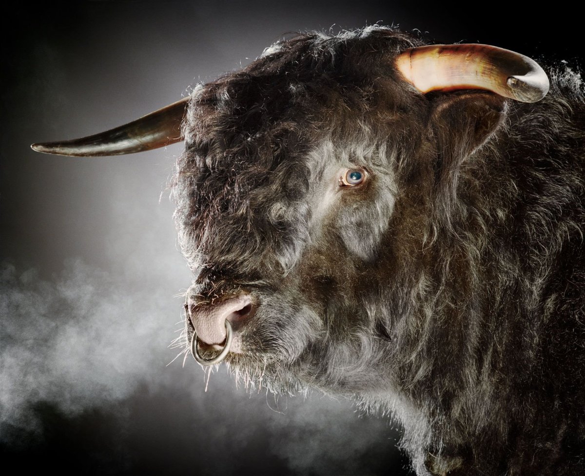 Злой бык