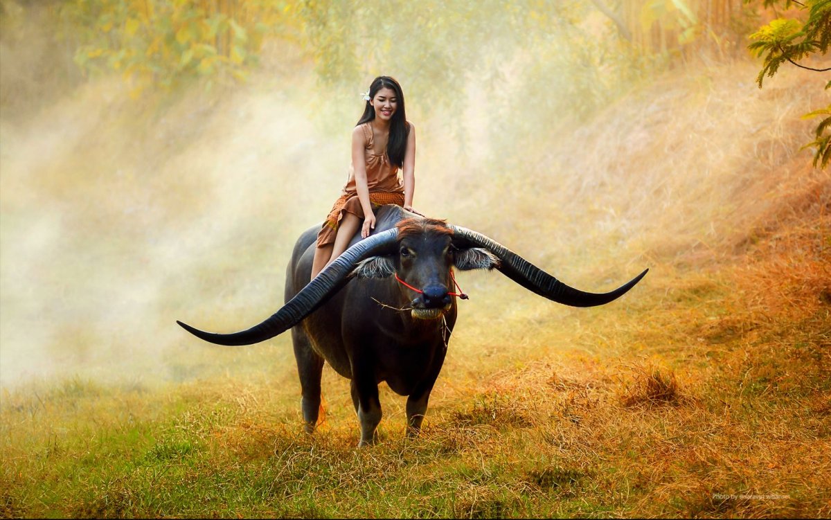 Верхом на быке