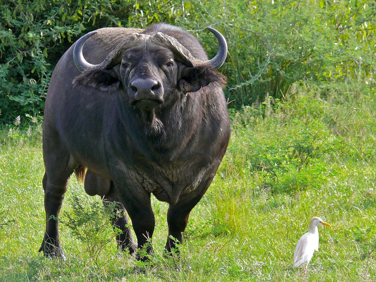Буйвол Мбого