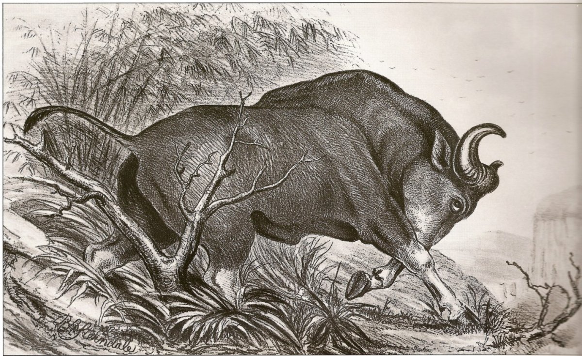 Водяной бык мифология