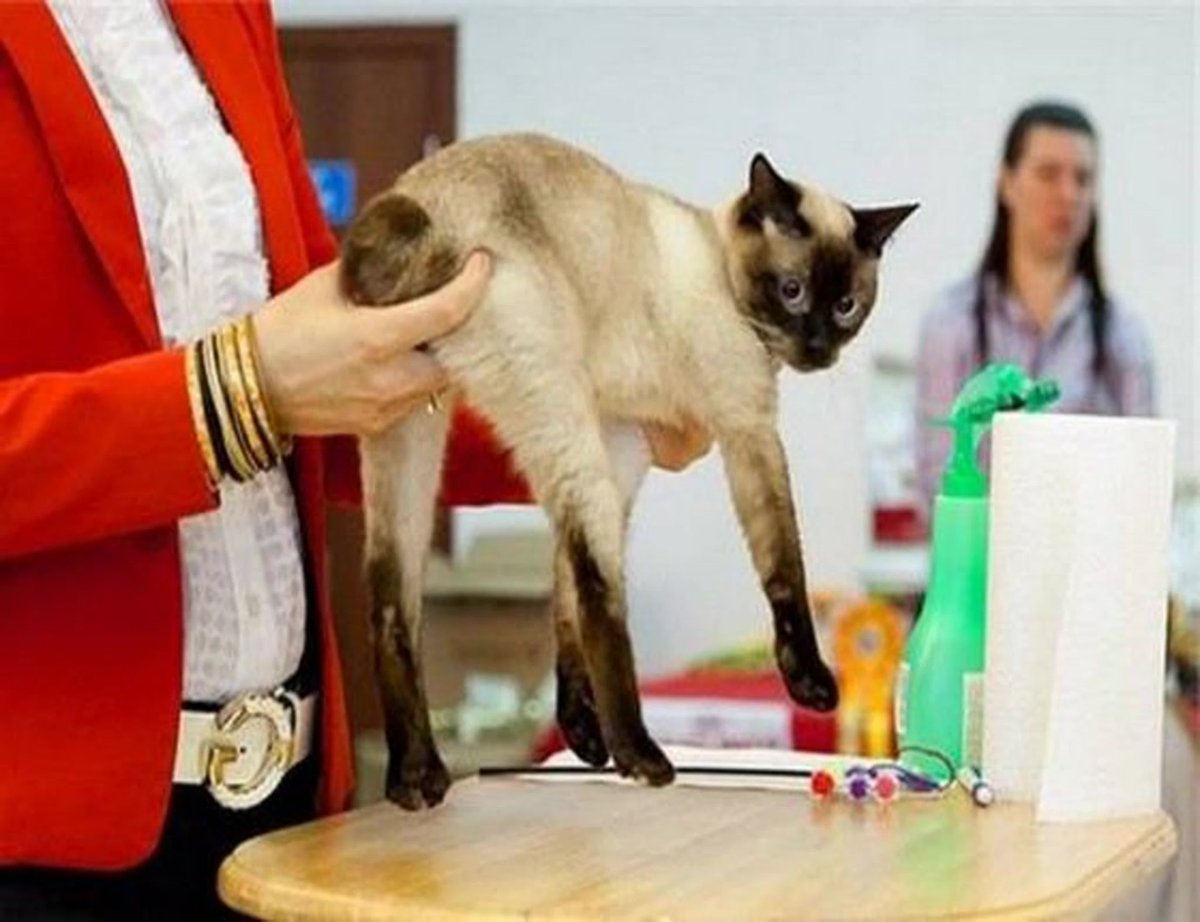 Меконгский бобтейл