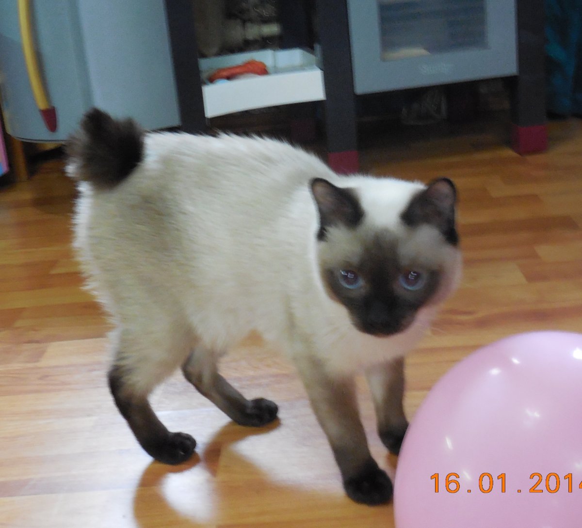 Скиф-Тай-Дон взрослые