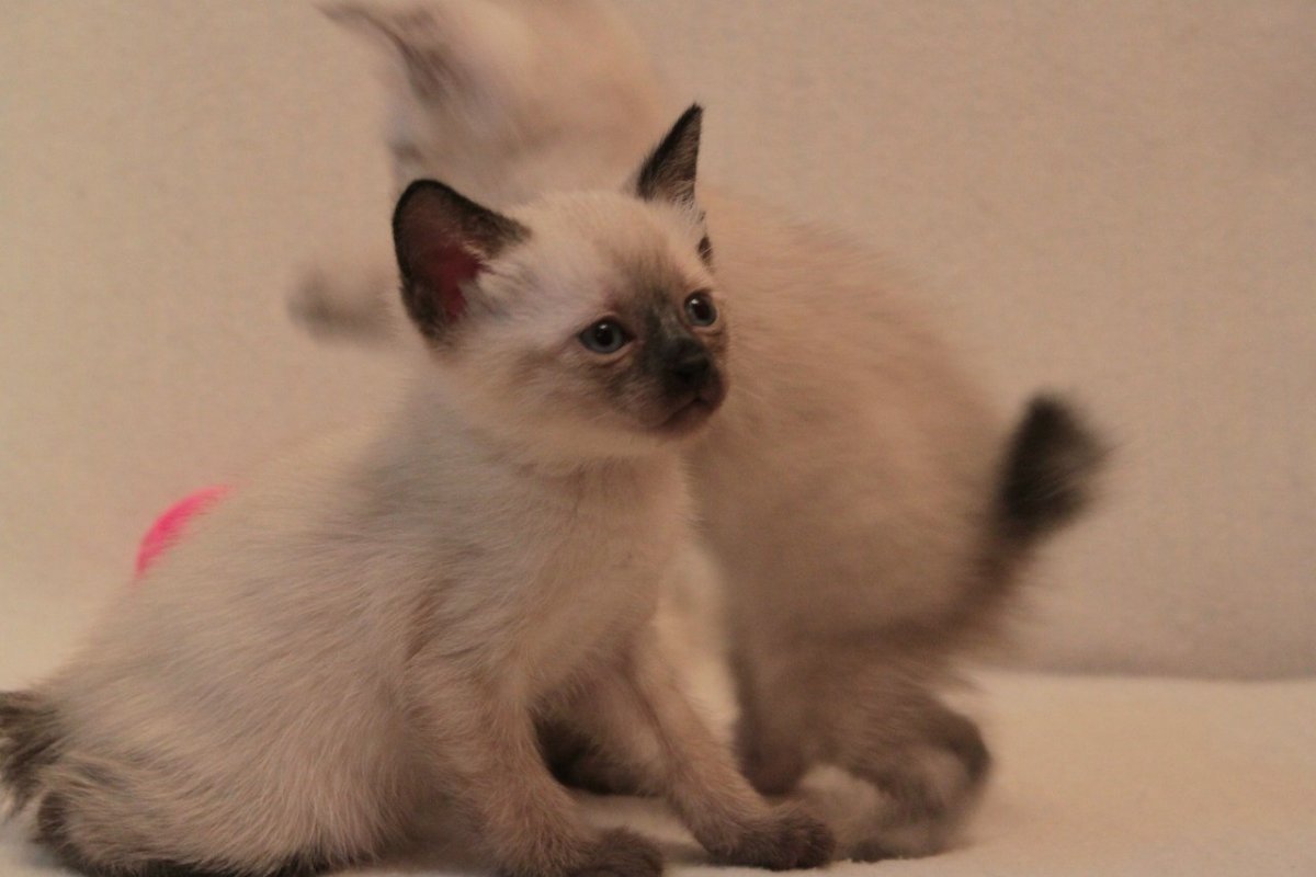 Лиловый Меконгский бобтейл