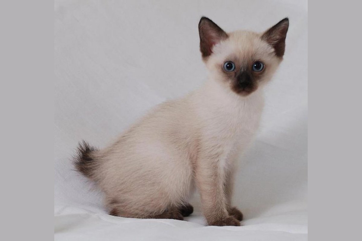 Порода кошек Скиф Тай Дон