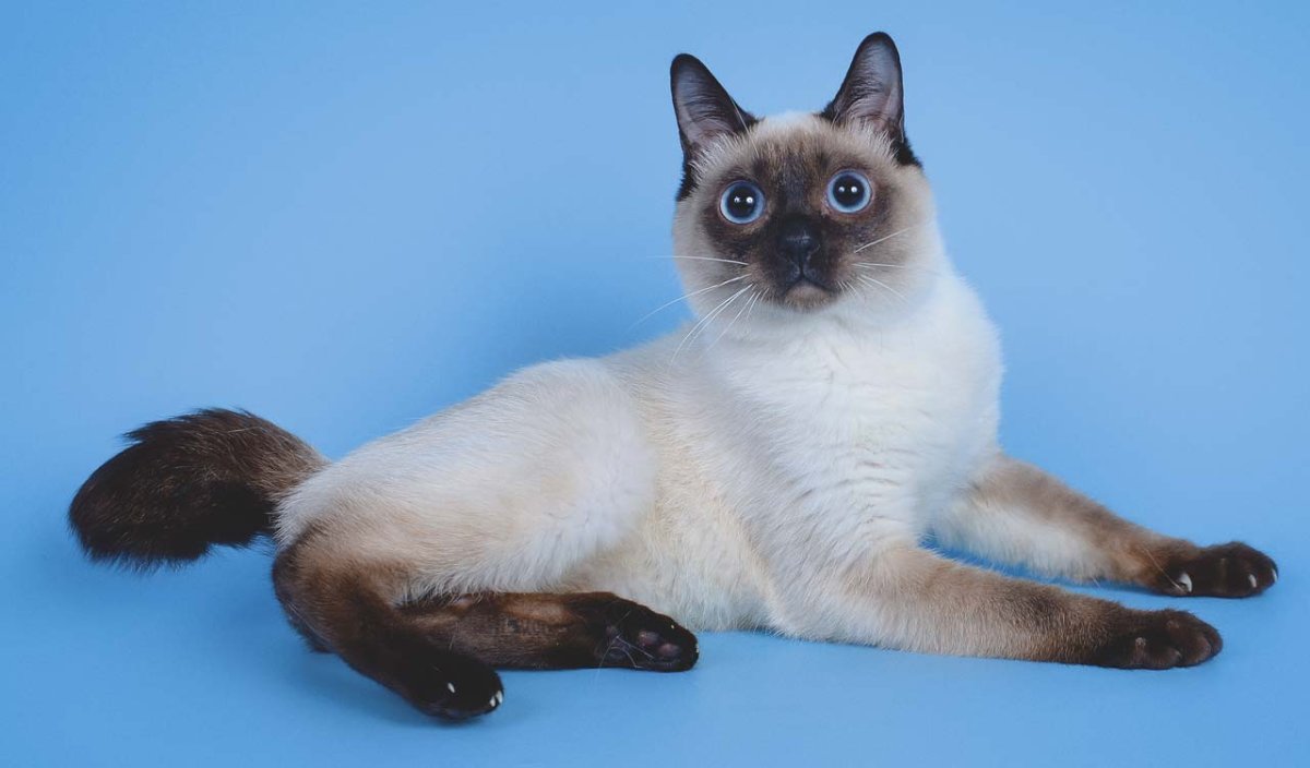 Порода кошек Скиф Тай Дон