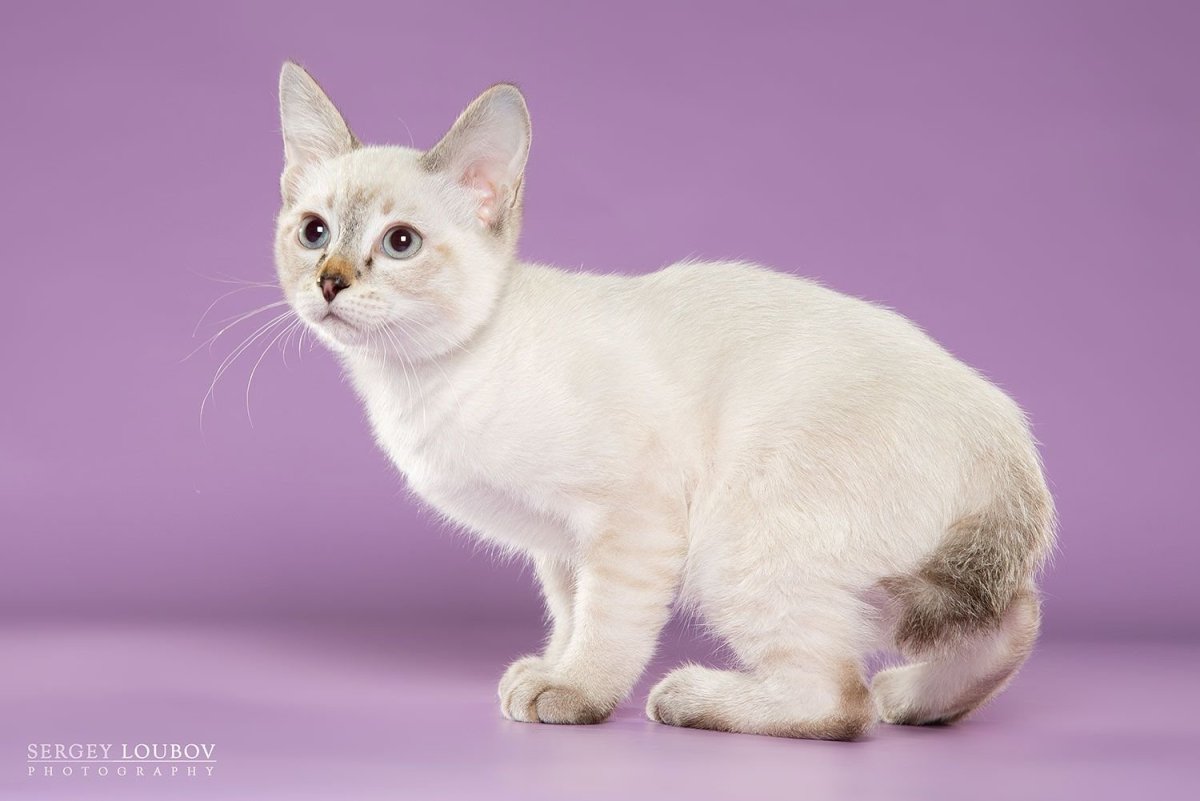 Питомник СКИФФ той бобов в Екатеренбурге