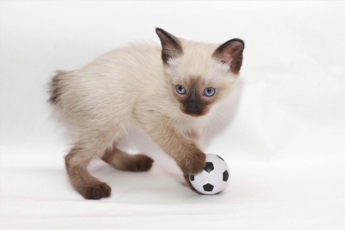 Какие бывают сиамские кошки