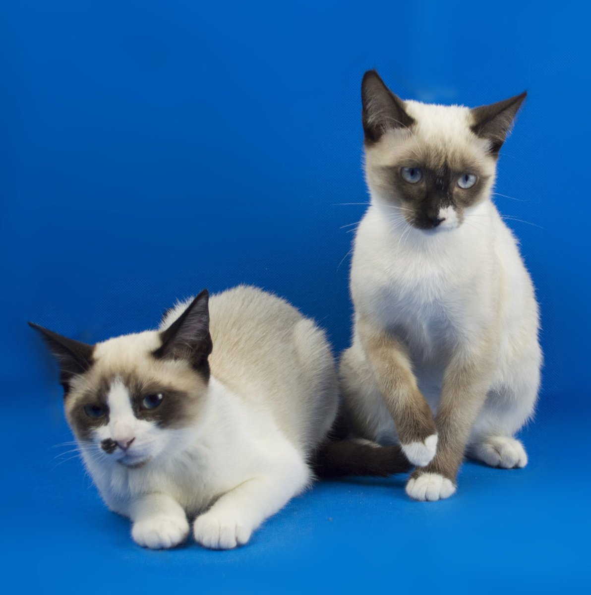 Скиф-Тай-Дон (Скиф-той-Боб)