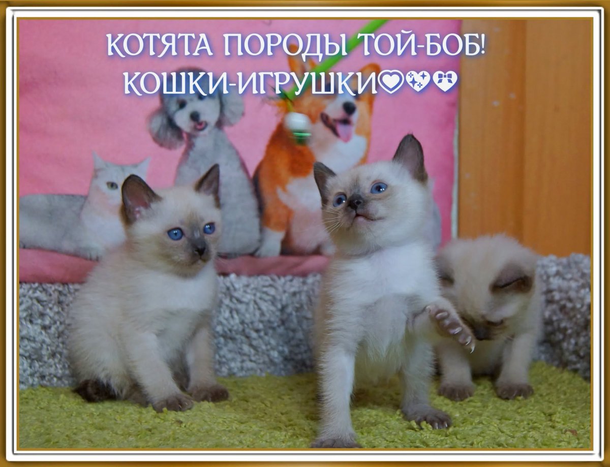 Меконгский бобтейл Лилак поинт