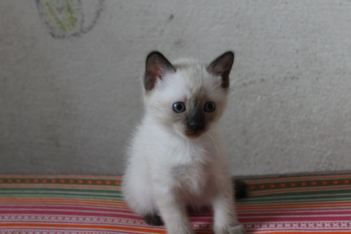 Сиамская кошка