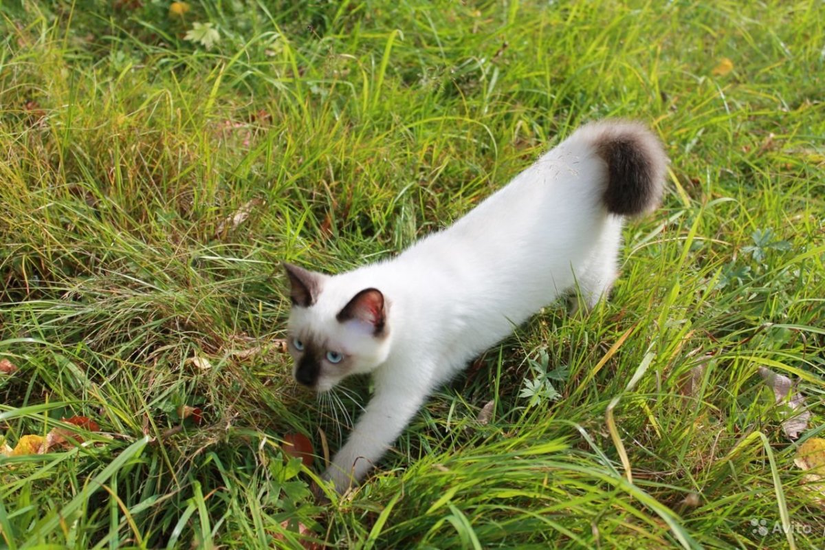 Тайская кошка колор Пойнт