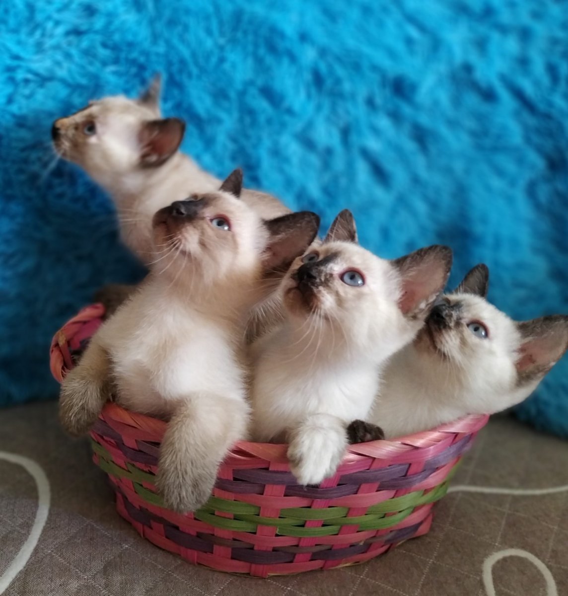 Тайская кошка колор Пойнт