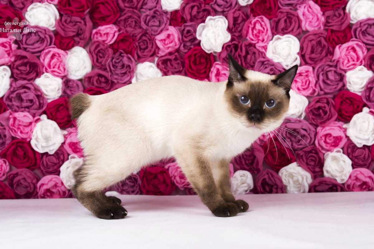 Скиф бобтейл