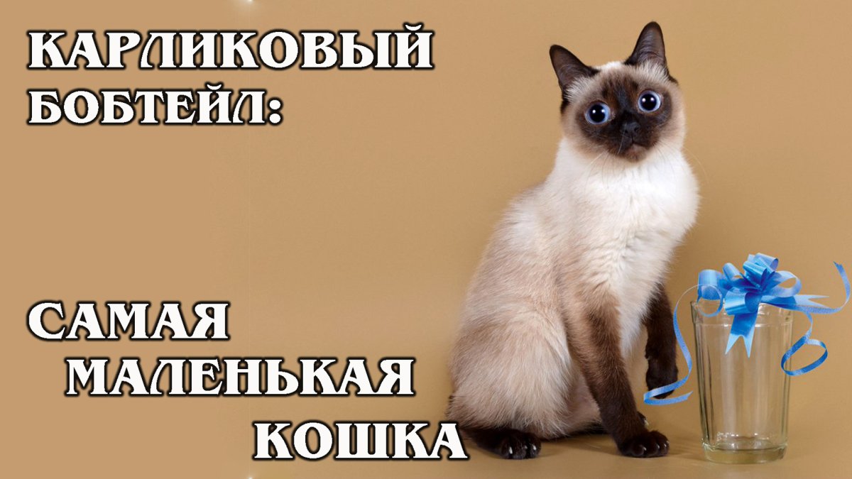 Скиф-Тай-Дон с человеком