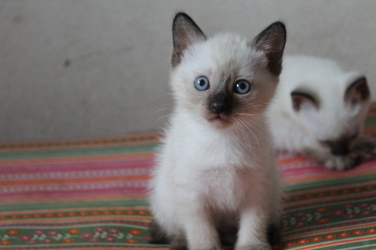 Меконгский (тайский) бобтейл