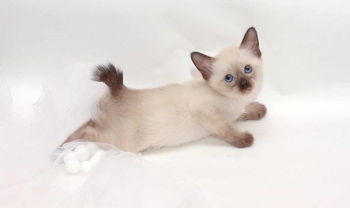 Меконгский бобтейл