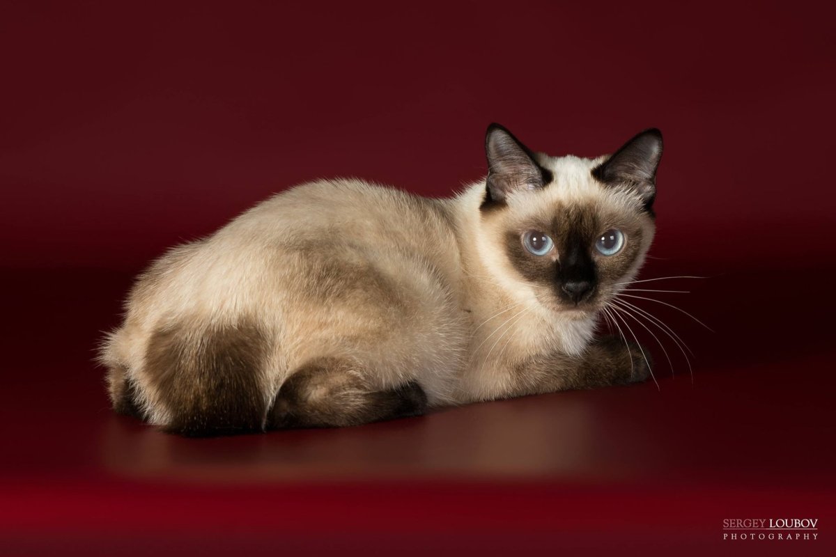 Порода Скиф Тай Дон