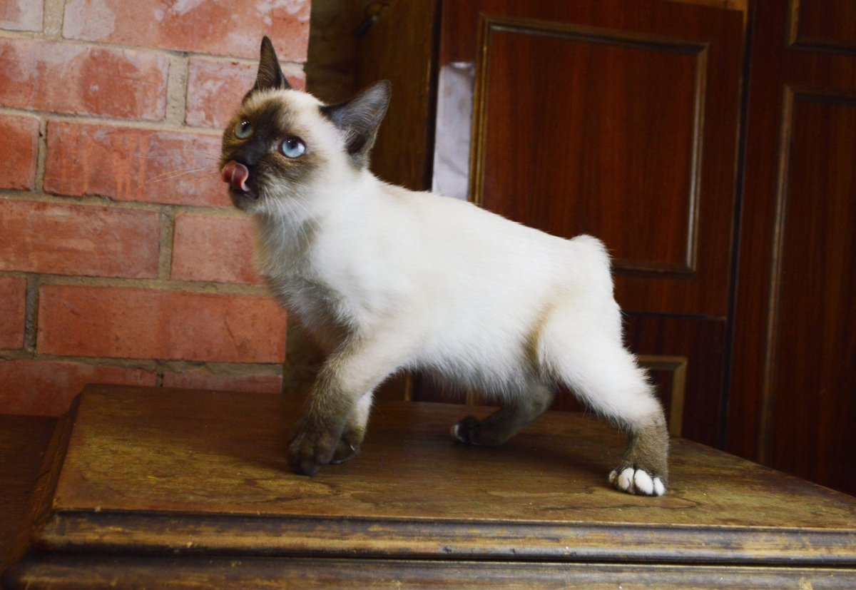 Тойбоб Скиф Тай той Дон