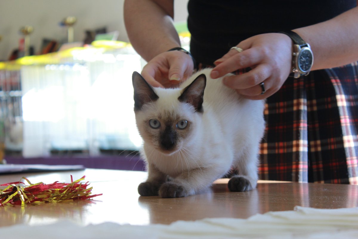 Скиф той Боб и обычная кошка