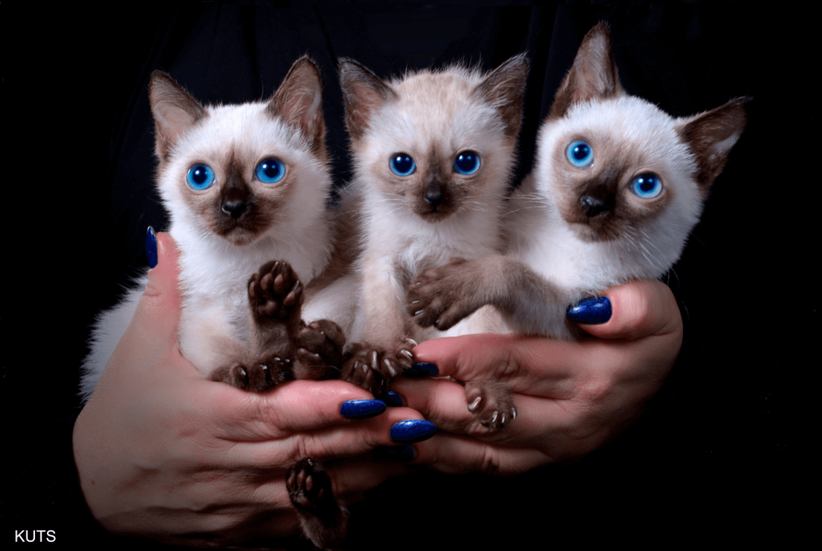 Кошки маленькие породистые сиамские